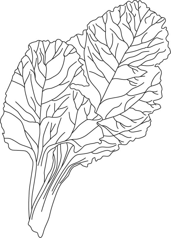 577x804 Chard Coloring Pages