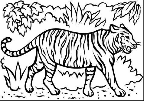 476x333 Tiger Coloring Pages Page Image Clipart Images