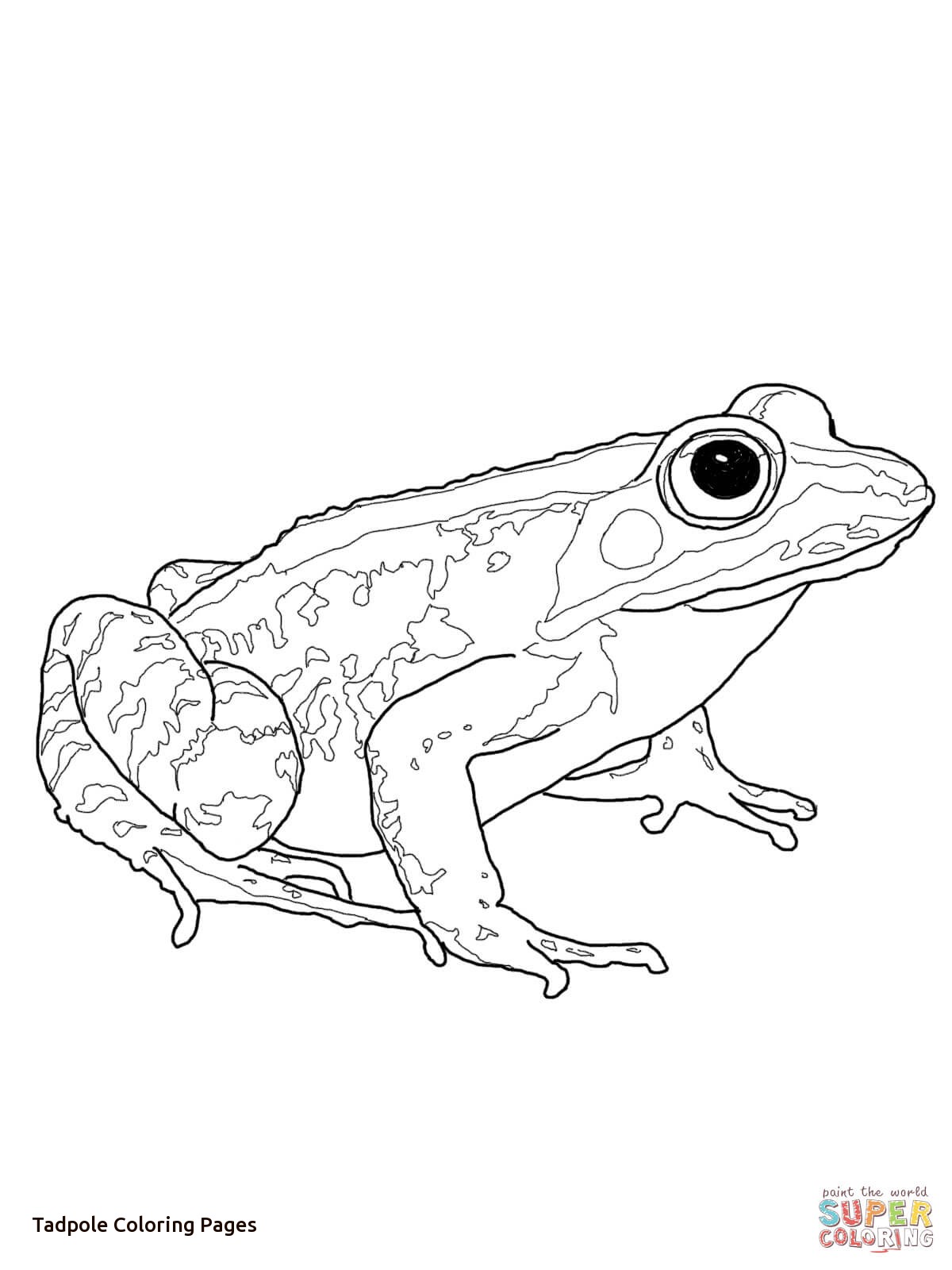 Tadpole And Froglet Coloring Page Of Tadpole Coloring Pages 1200x1600 Tadpole And Froglet Coloring Page Of Tadpole Coloring Pages