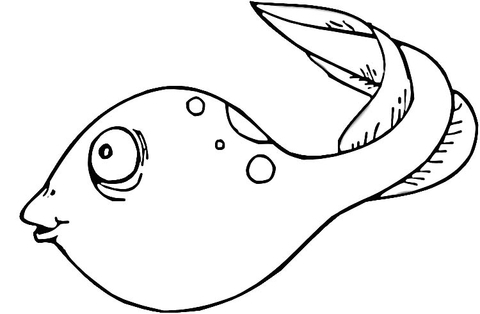 Tadpole Coloring Page 480x314 Tadpole Coloring Page