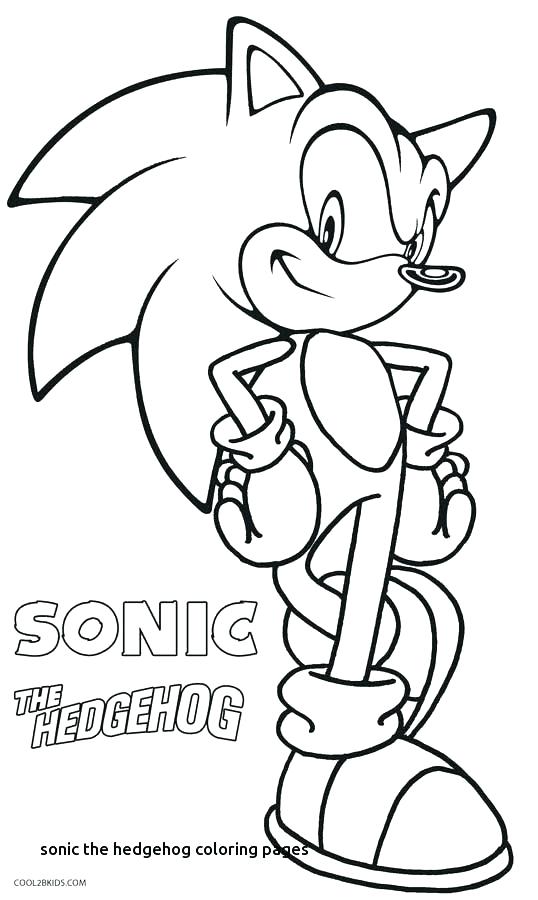 538x900 Hedgehog Pictures To Color