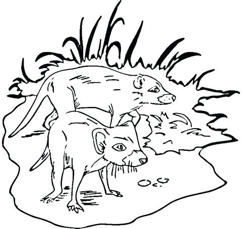 480x454 Tasmanian Devil Coloring Pages