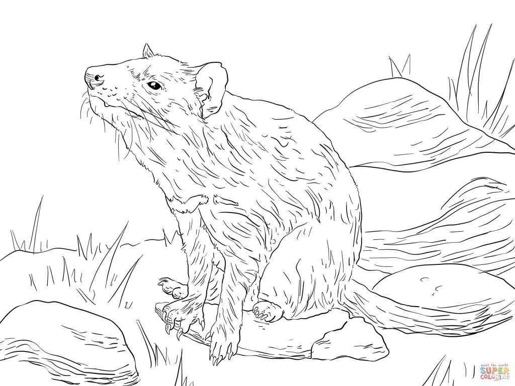 Tasmanian Devil Sitting Download Coloring Page 1024x768 Tasmanian Devil Sitting Download Coloring Page