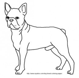 Peachy Design Ideas B Simple Boston Terrier Coloring Page 260x258 Peachy Design Ideas B Simple Boston Terrier Coloring Page