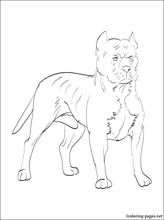 Pitbull Coloring Page Coloring Pages Coloring Pages Pit Bull 560x750 Pitbull Coloring Page Coloring Pages Coloring Pages Pit Bull