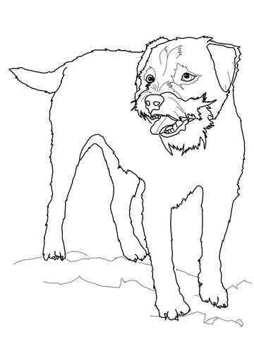 Border Terrier Coloring Page Free Printable Coloring Pages 360x480 Border Terrier Coloring Page Free Printable Coloring Pages