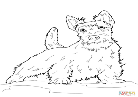 Scottish Terrier Coloring Pages Page Image Clipart Images 476x333 Scottish Terrier Coloring Pages Page Image Clipart Images