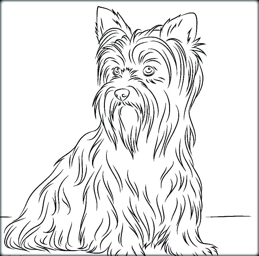 Yorkshire Terrier Coloring Pages Kid Yorkshire Terrier Printable 847x837 Yorkshire Terrier Coloring Pages Kid Yorkshire Terrier Printable