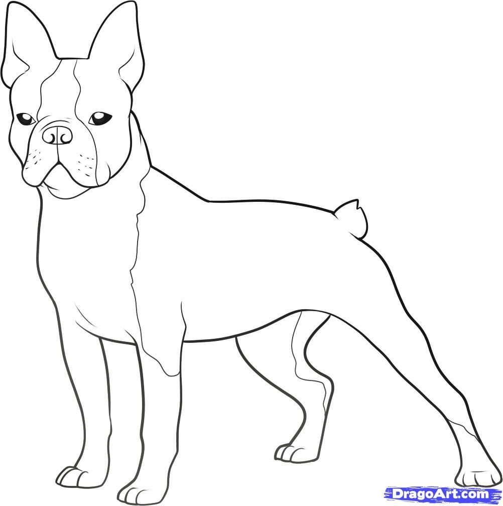 Boston Terrier Coloring Pages Printable 3 Page At Boston Terrier 1002x1008 Boston Terrier Coloring Pages Printable 3 Page At Boston Terrier