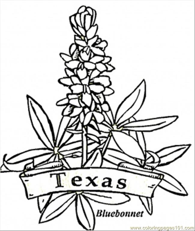 650x768 Texas Flowers Coloring Page