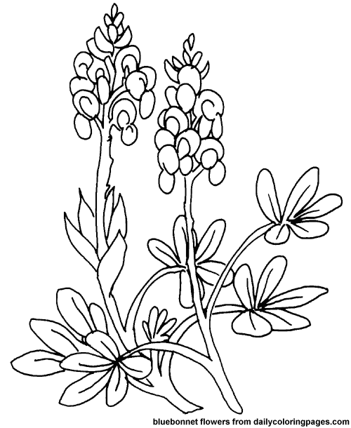 500x610 Flower Page Printable Coloring Sheets Free Coloring Pages
