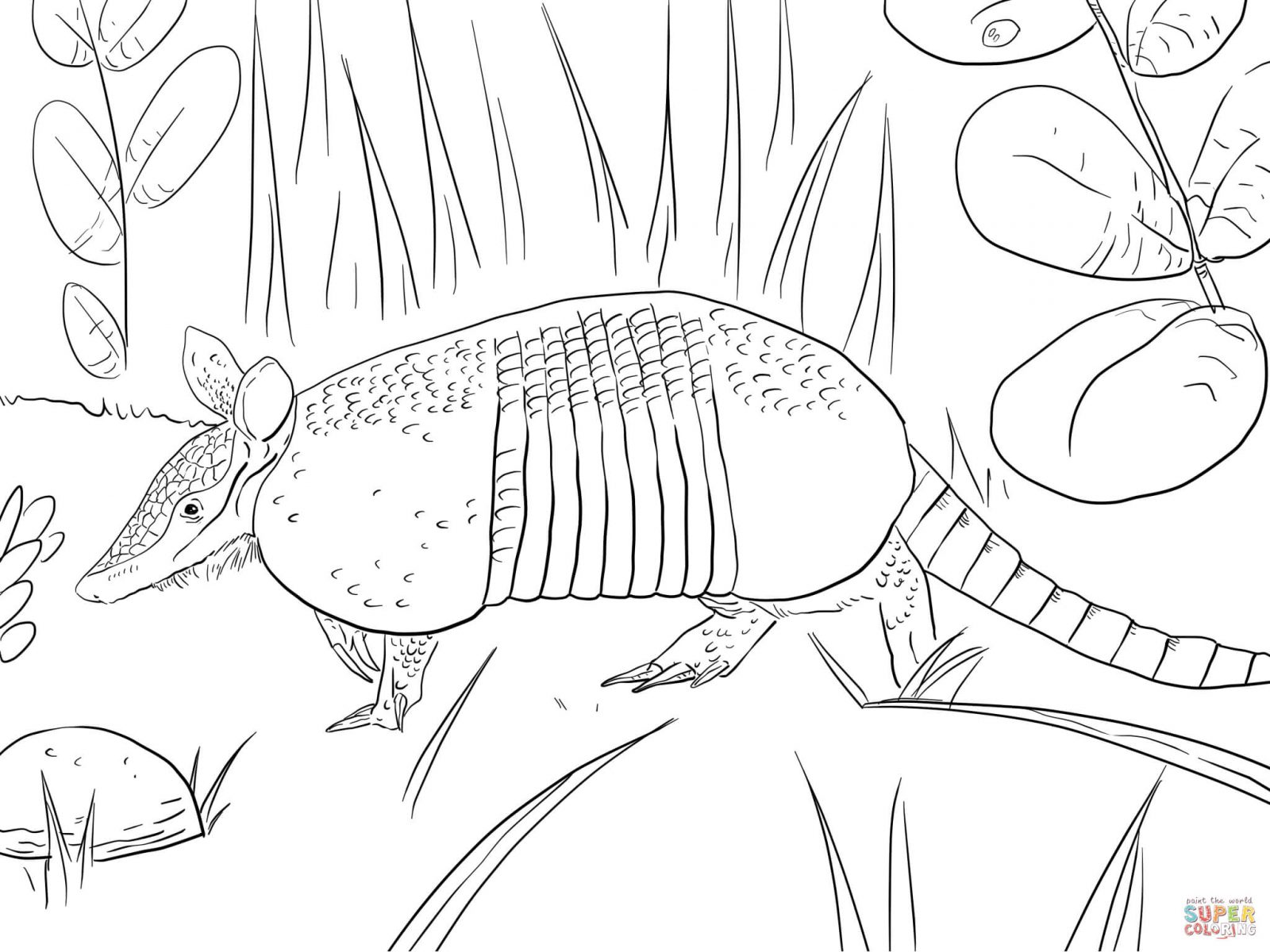 1600x1200 Armadillo Coloring Pages Free Texas Page Rodeo Printable Nine