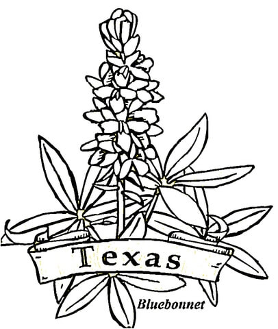 406x480 Bluebonnet Flower Coloring Page Cool Texas Flowers Coloring Page