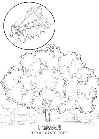 Texas State Bird Coloring Page State Flag Coloring Page State Bird 340x480 Texas State Bird Coloring Page State Flag Coloring Page State Bird