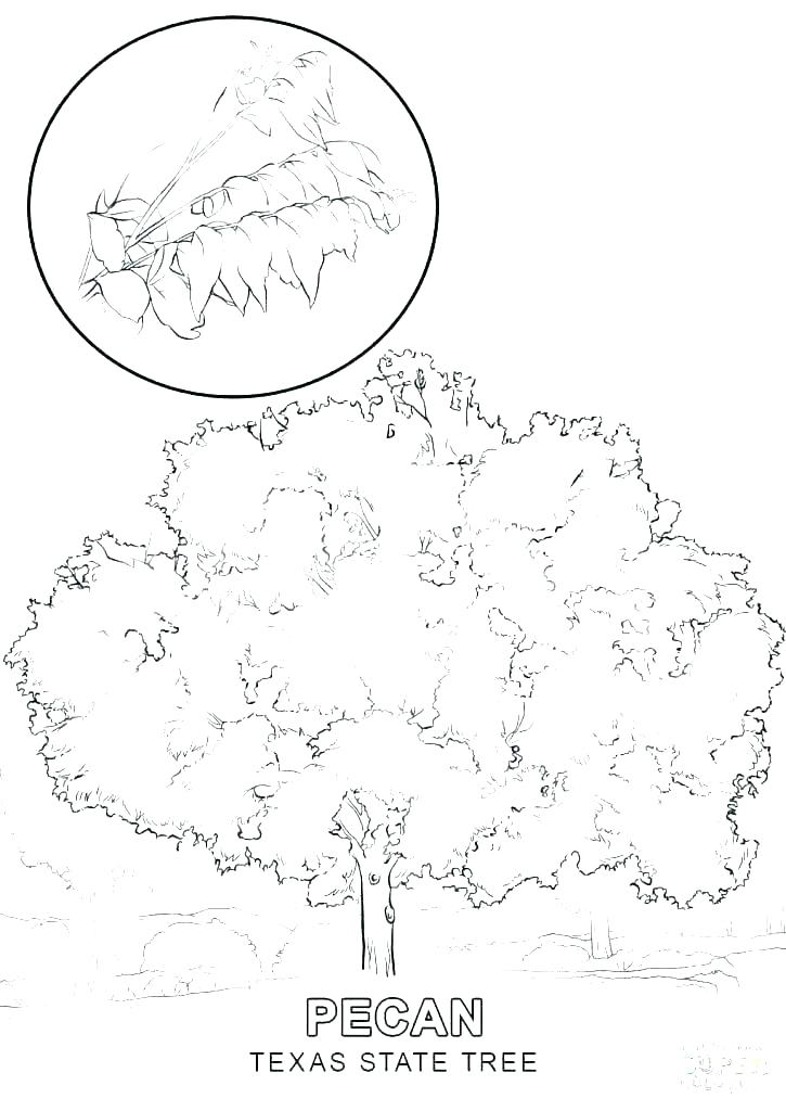 725x1024 Texas Coloring Page Football Coloring Page Texas Map Coloring Page