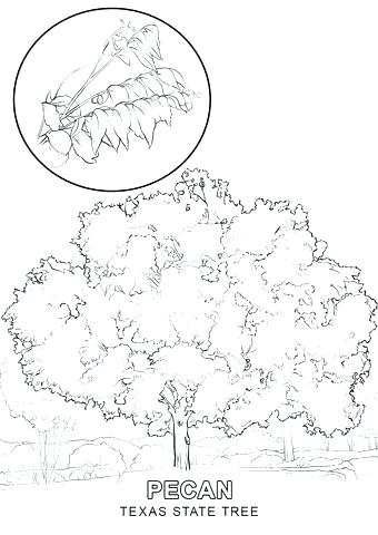 340x480 Adult Coloring Maps Map States Maps Coloring Pages Us Map Adult