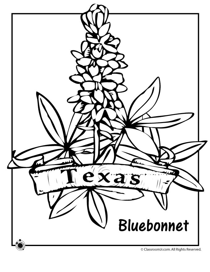 State Flower Coloring Pages Texas State Flower Coloring Page 680x880 State Flower Coloring Pages Texas State Flower Coloring Page