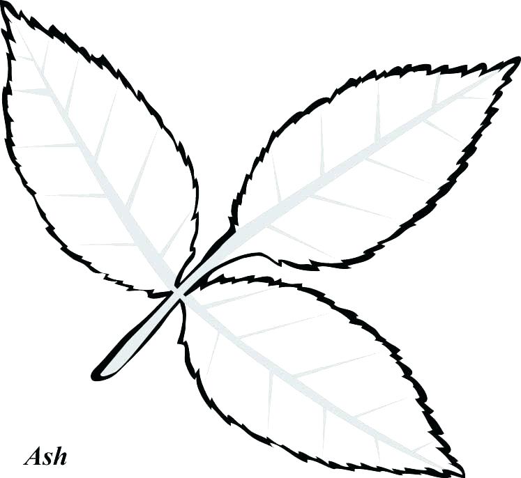 Leaf Coloring Page Leaf Templates Printable Palm Leaf Coloring 747x686 Leaf Coloring Page Leaf Templates Printable Palm Leaf Coloring