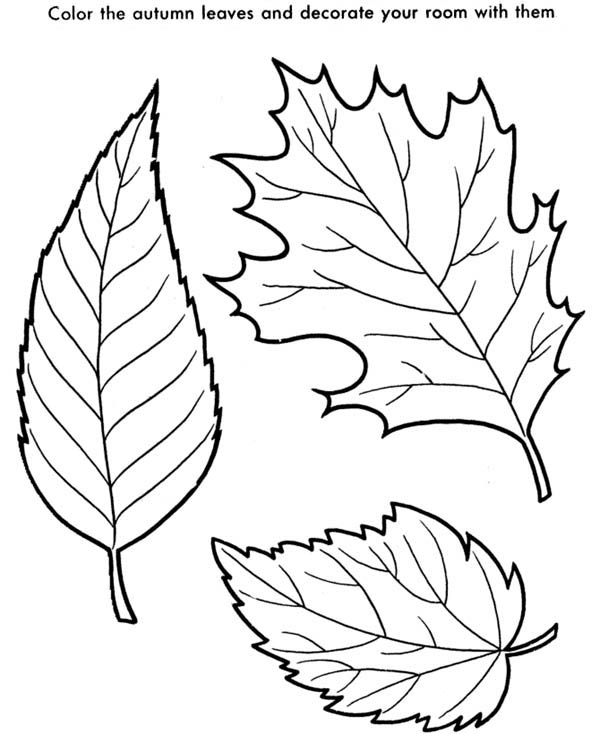 Selected Pictures Of Fall Leaves To Color Autumn Coloring Pages 600x734 Selected Pictures Of Fall Leaves To Color Autumn Coloring Pages