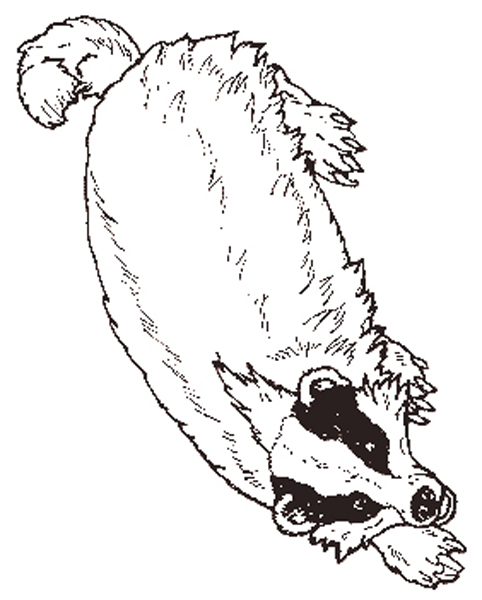 482x600 The Badger Coloring Page