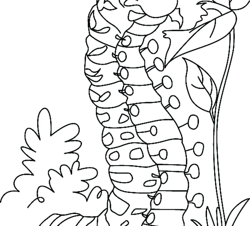 850x768 Caterpillar Coloring Hungry Caterpillar Coloring Page Caterpillar