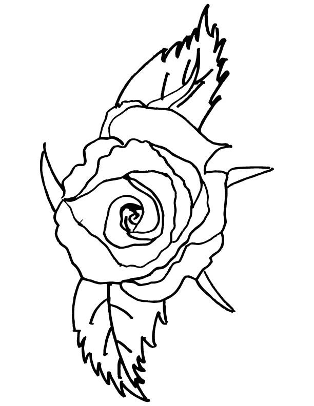 612x792 Red Rose Coloring Page Things To Color Rose Coloring