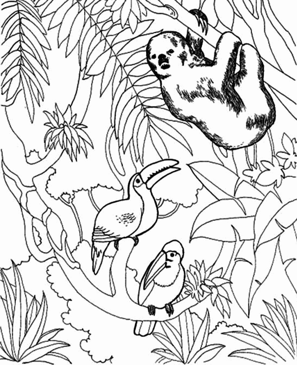 Sloth Coloring Page Image Sloth And Toucan Bird Coloring Page 600x737 Sloth Coloring Page Image Sloth And Toucan Bird Coloring Page