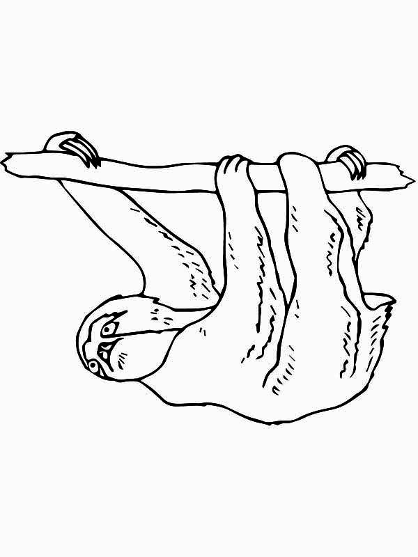 Three Toed Sloth Hanging On Tree Branch Coloring Page Color Luna 600x800 Three Toed Sloth Hanging On Tree Branch Coloring Page Color Luna