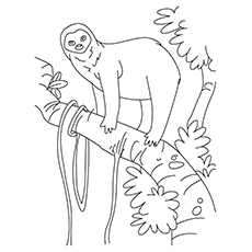 Top 10 Sloth Coloring Pages For Your Toddler 230x230 Top 10 Sloth Coloring Pages For Your Toddler