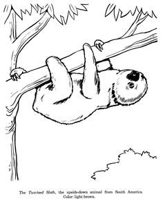 Two Toed Sloth Drawing And Coloring Page Drawings 236x288 Two Toed Sloth Drawing And Coloring Page Drawings