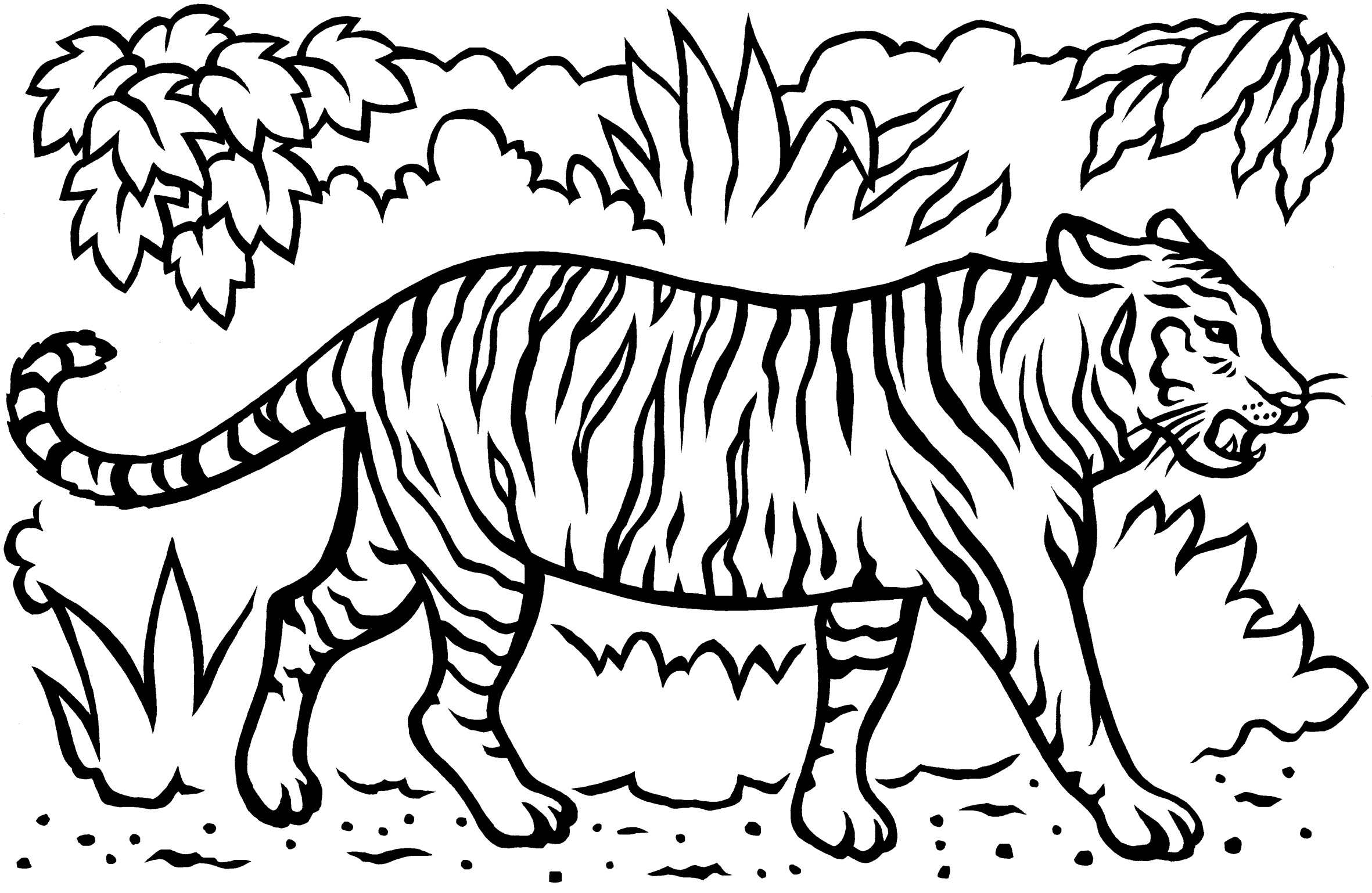 Edge Coloring Pages Of Tigers Tiger Page 2362x1538 Edge Coloring Pages Of Tigers Tiger Page