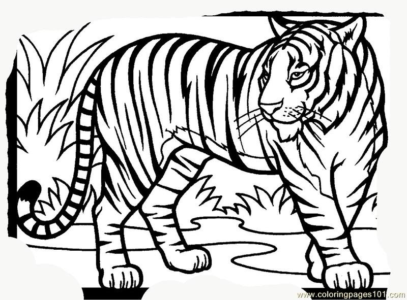 Tiger New 15 Coloring Page 800x591 Tiger New 15 Coloring Page