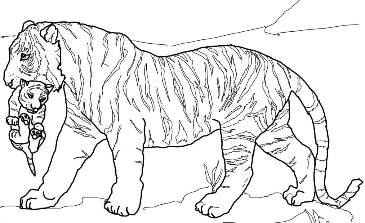 Awesome Tiger Cubs Coloring Pages Free Coloring Pages Download 1177x719 Awesome Tiger Cubs Coloring Pages Free Coloring Pages Download