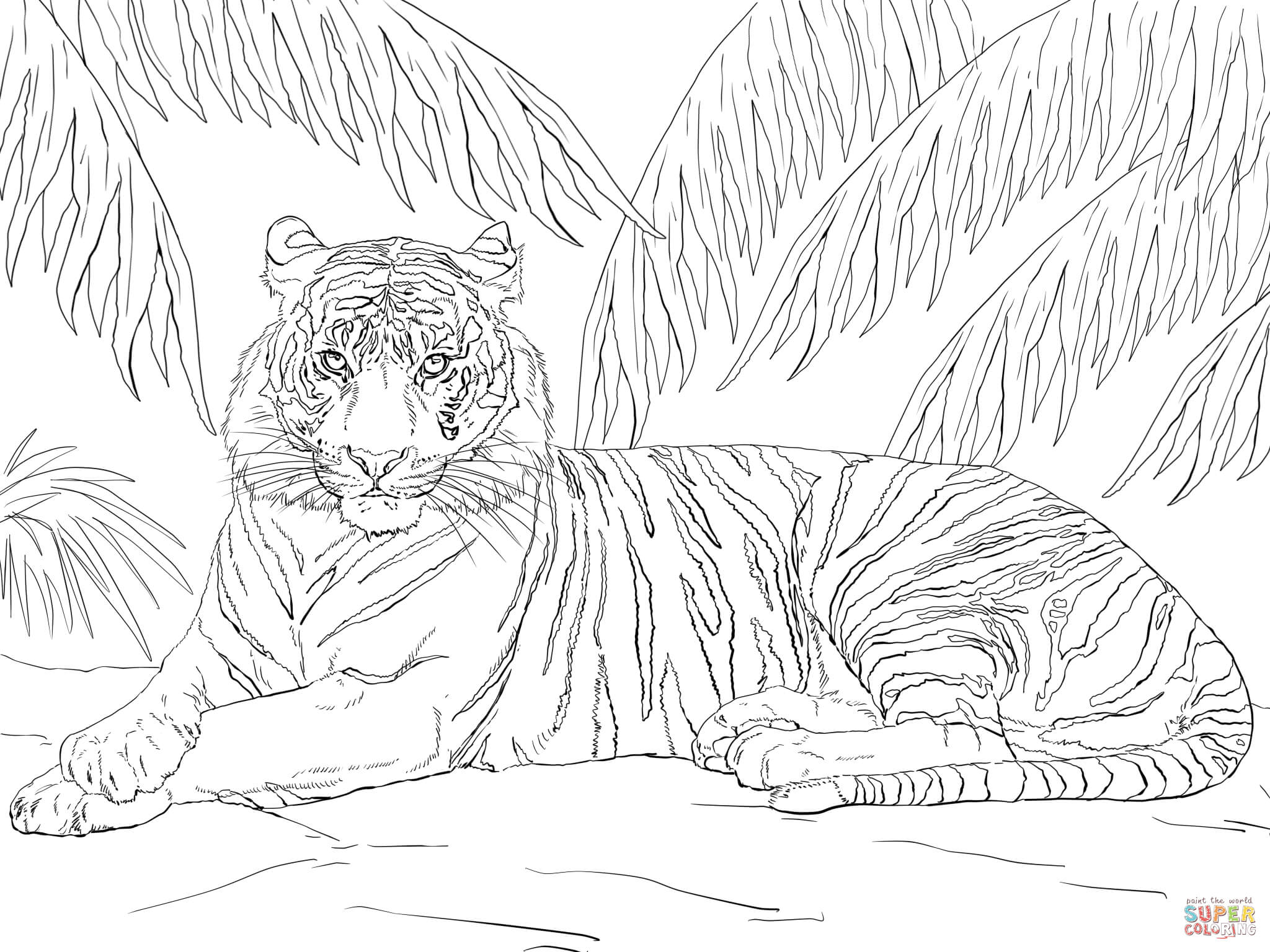 Top 81 Tiger Coloring Pages 2048x1536 Top 81 Tiger Coloring Pages