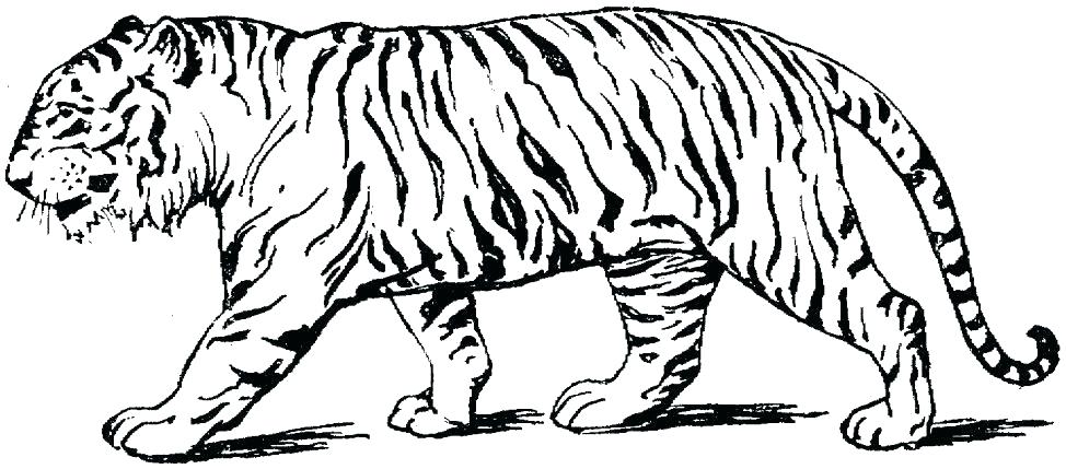 Coloring Pages Of Tigers Coloring Colouring Pages Cute Tiger Free 974x429 Coloring Pages Of Tigers Coloring Colouring Pages Cute Tiger Free