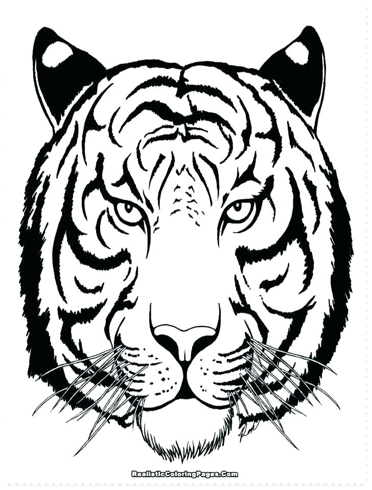 Coloring Pages Of Tigers Tiger Coloring Pages Free Tiger Coloring 728x958 Coloring Pages Of Tigers Tiger Coloring Pages Free Tiger Coloring