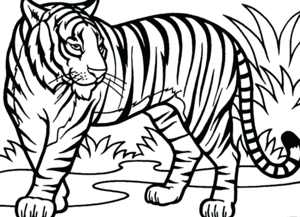 Coloring Pages Of Tigers Tiger Coloring Pages Realistic Tigers 970x702 Coloring Pages Of Tigers Tiger Coloring Pages Realistic Tigers