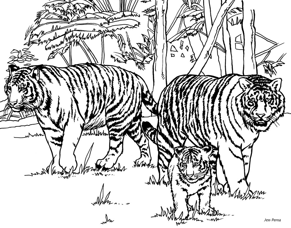 Cool Tiger Coloring Pages 990x778 Cool Tiger Coloring Pages