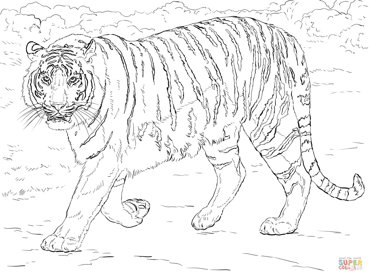 1199x899 Incredible Tiger Coloring Pages With Page Showy Adult Acpra