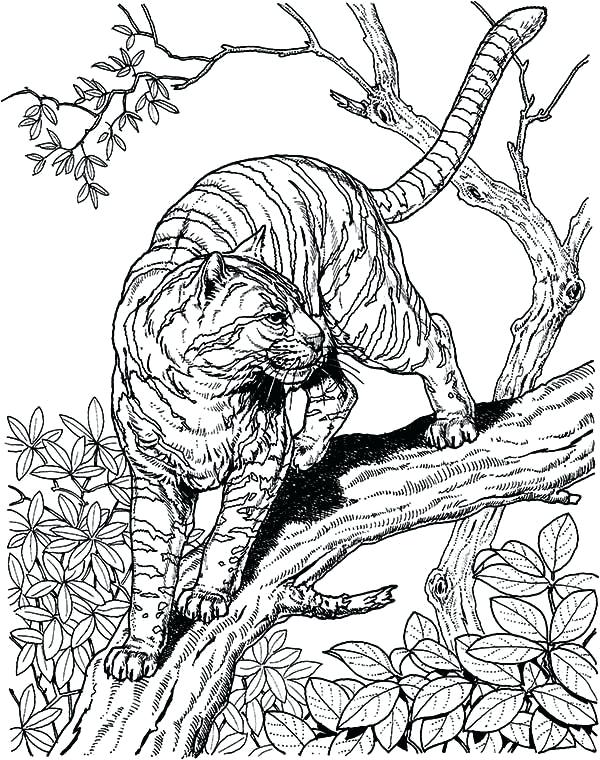 600x760 Tiger Coloring Pages Coloring Pages Tigers Coloring Picture