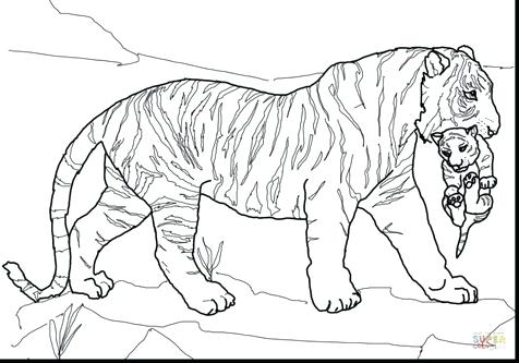 476x333 Tiger Coloring Pages Free Tiger Coloring Pages For Adults