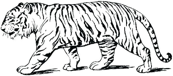 671x296 Tiger Coloring Pages Print A Tiger Looking Over Its Territory