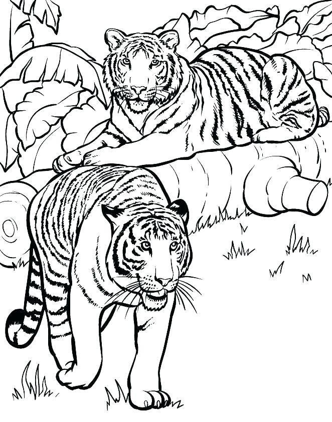 662x842 Coloring Page Saber Tooth Tiger Pages Of Tigers Printable For Kids