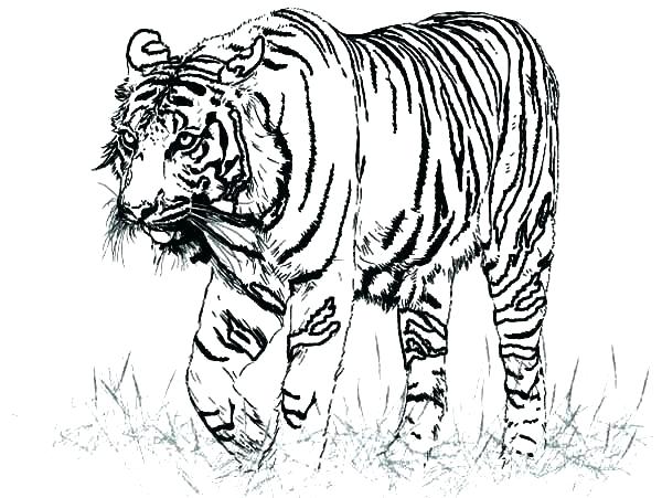 600x451 Tiger Color Pages Tiger Color Pages Tiger Coloring Pages Plus