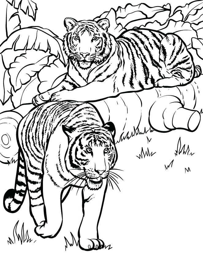 662x842 Tiger Printable Coloring Pages Tiger Coloring Pages Printable