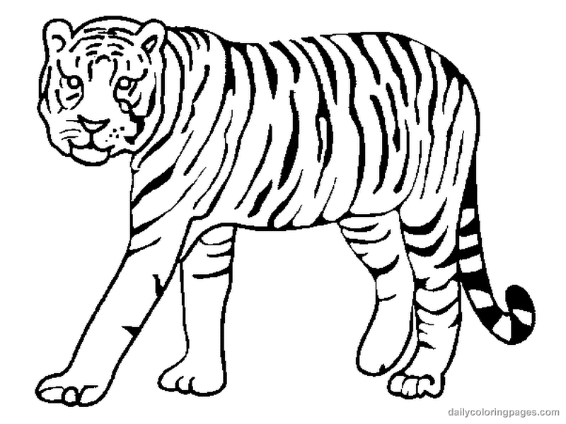 800x600 Tiger Coloring Tiger Coloring Pages Animal Coloring Pages 1 Free