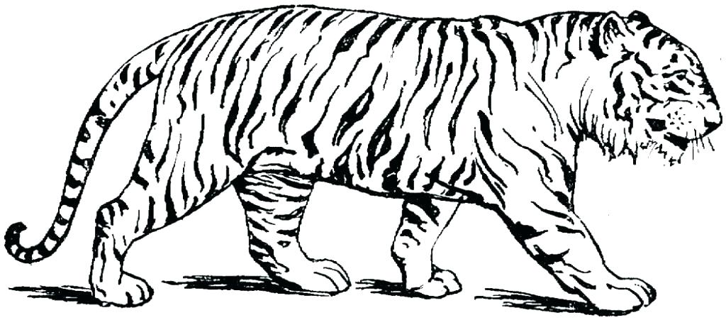 1024x451 Tiger Coloring Pages Coloring Book Tiger Pages Free At Tiger Info
