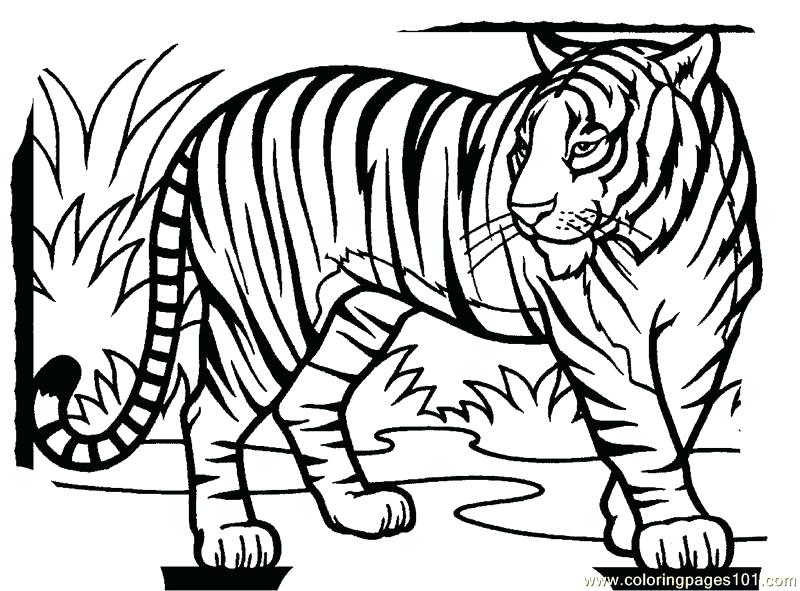 800x591 Free Tiger Coloring Pages Tiger Free Coloring Pages Coloring Pages