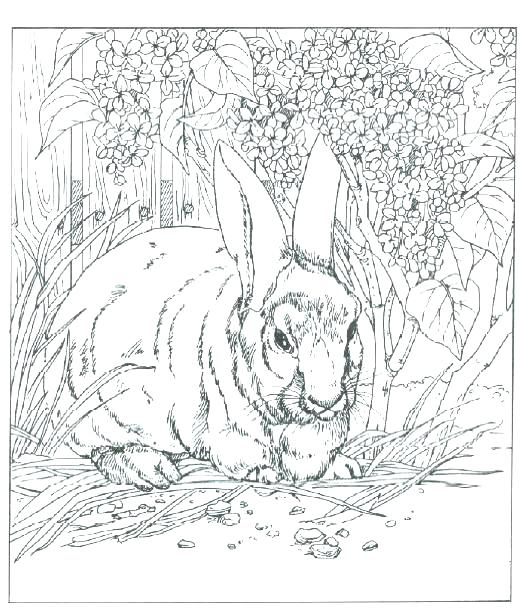 520x614 Realistic Coloring Pages Of Animals Realistic Animal Coloring