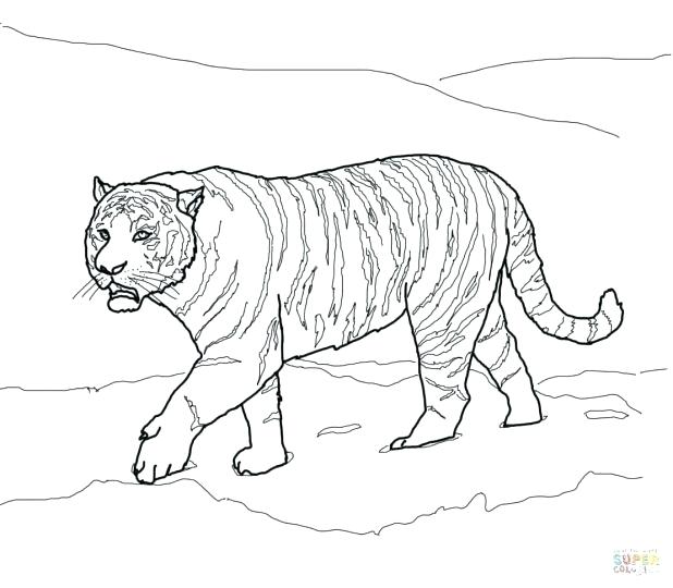 Tiger Coloring Pages Realistic at GetColorings.com | Free printable ...